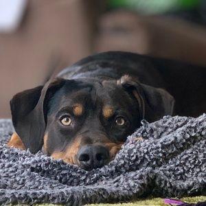 Meet your Posher, Cookie